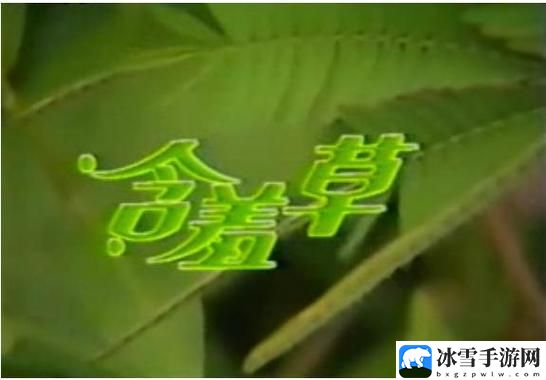 含羞草免费观看电视剧的背景故事