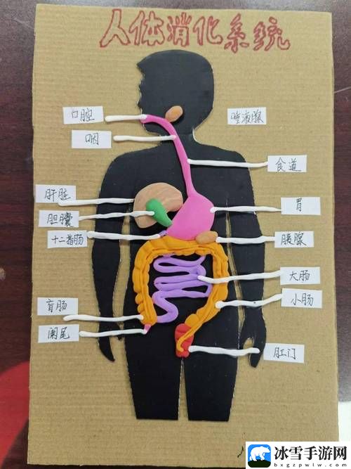 我成了生物课的教具篇