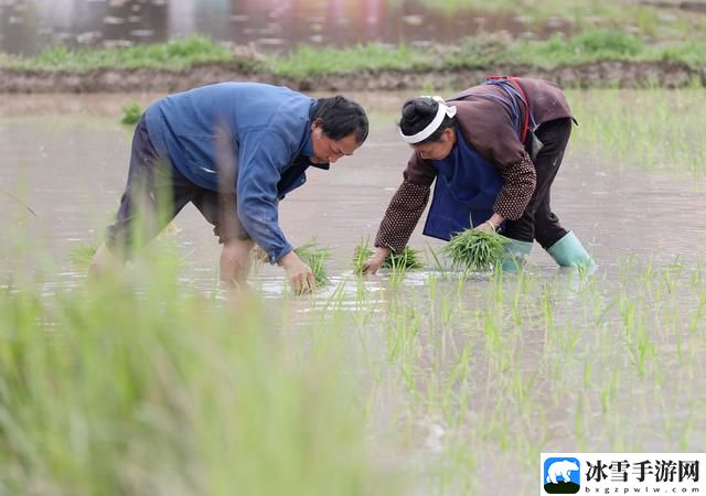 夫妻插秧法图片大全高清