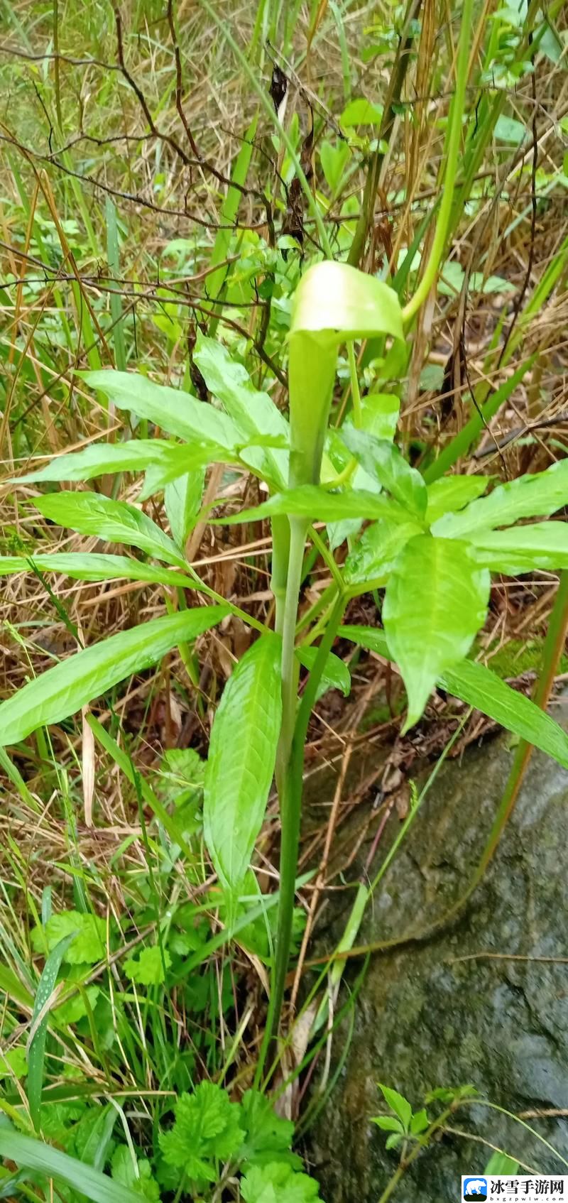 老狼二区忘忧草大豆行情