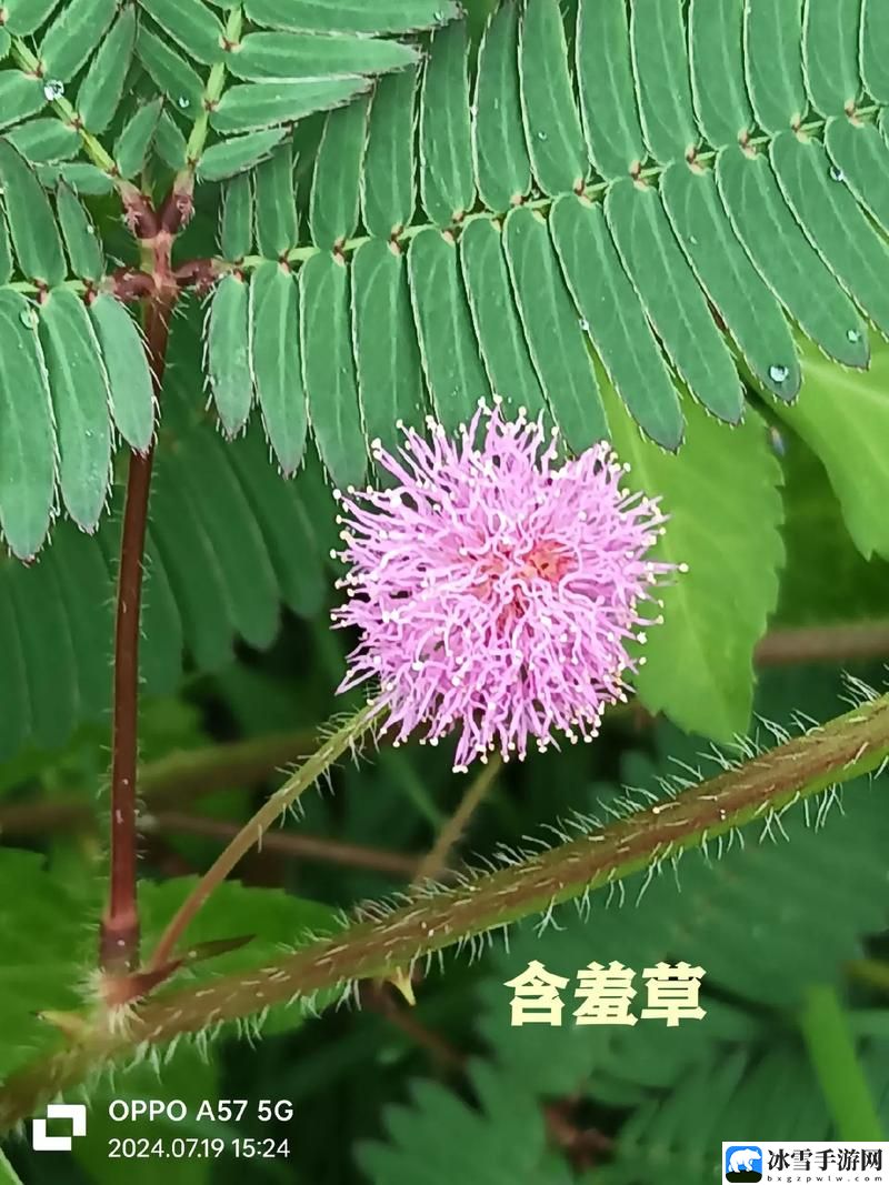 免费包子铺含羞草