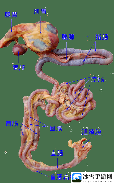 肉禽系统