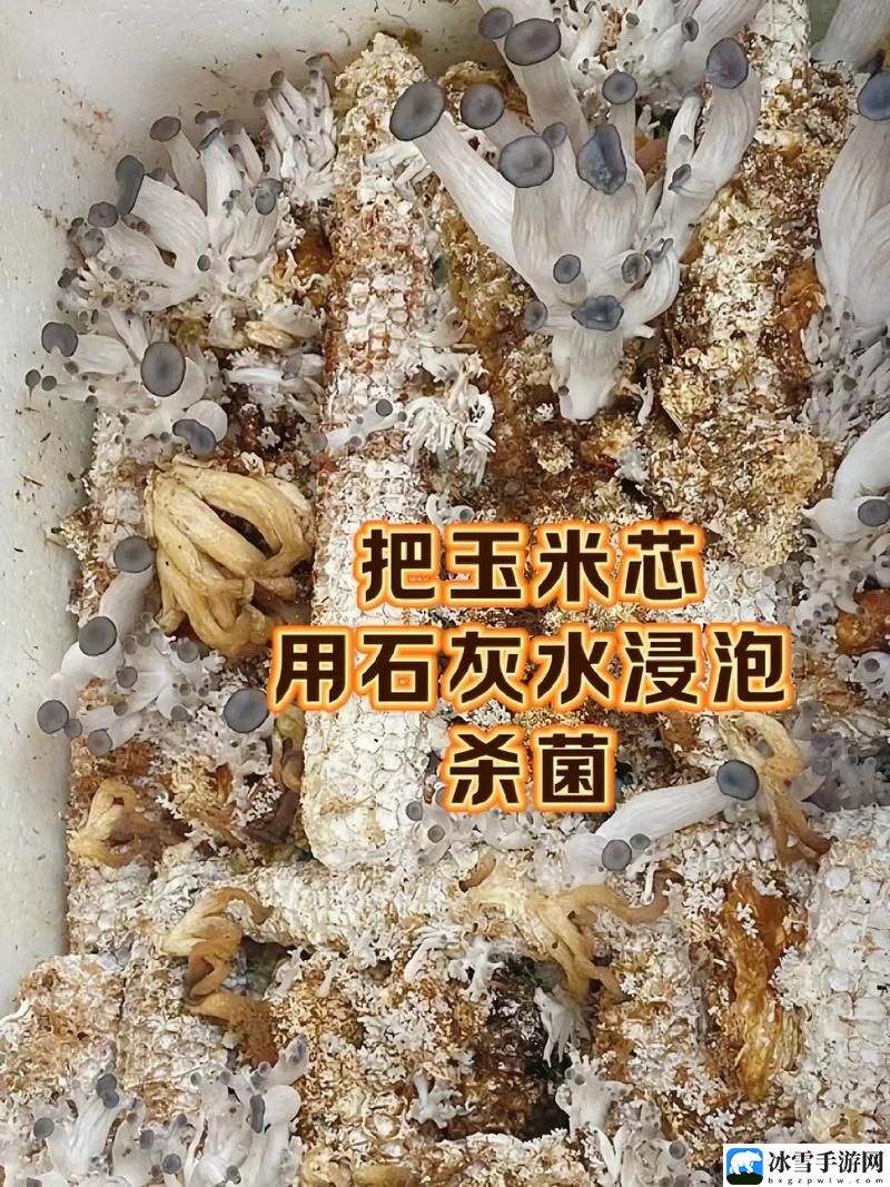 蘑菇成品人和精品蘑菇价格对比