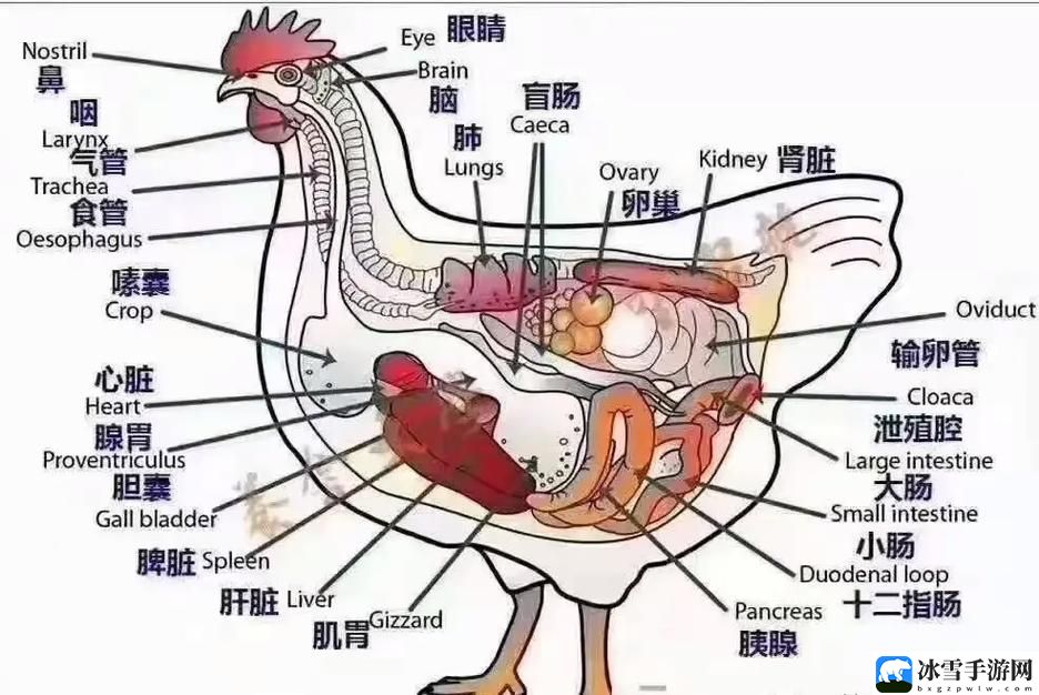 肉禽系统