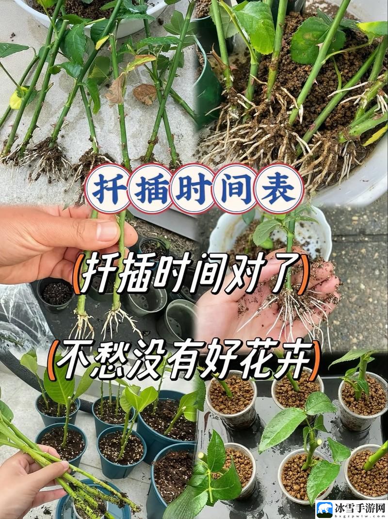 在床上使用72种扦插方法